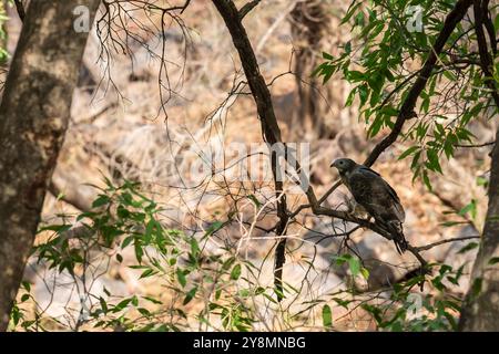 Wilde männliche Oriental Honey Bussard oder Pernis Ptilorhyncus Vogel aus der Nähe hoch oben auf hohen Bäumen in der Sommersaison Safari im jim corbett Nationalpark Stockfoto