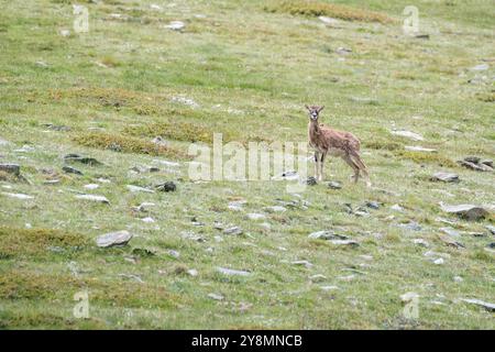 Europäischer Mufflon, Ovis orientalis musimon Stockfoto