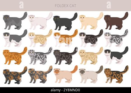 Foldex Katze, exotische Kurzhaarkatze Clipart. Alle Lackfarben festgelegt. Infografik zu den Merkmalen aller Katzenrassen. Vektorabbildung Stock Vektor