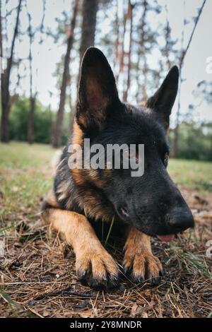 Nahaufnahme eines Deutschen Stockfoto