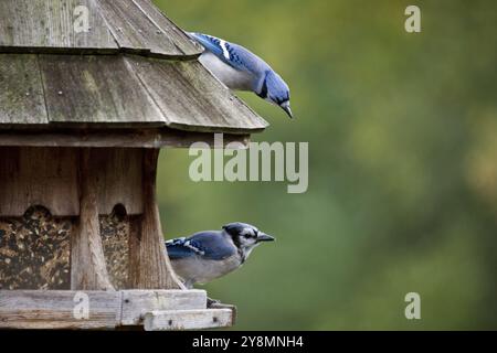 Blue Jay am Anleger in Ontario Kanada Stockfoto