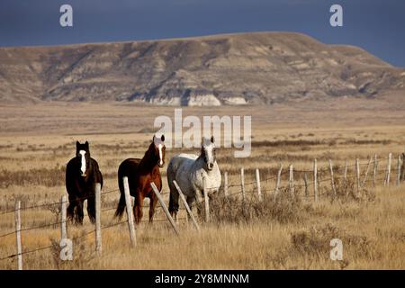 Badlands Kanada Saskatchewan Big Muddy Pferde auf der Weide Stockfoto