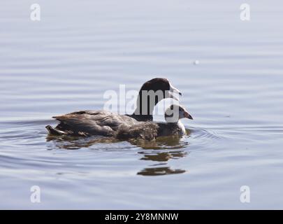 Coot Waterhen Babys im Teich in Saskatchewan Kanada Stockfoto