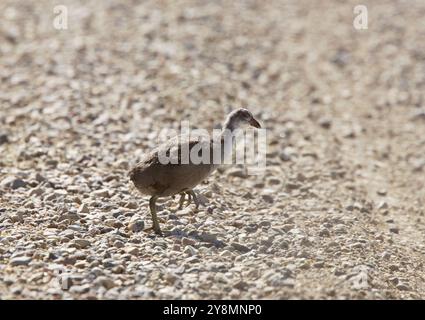 Coot Waterhen Babys im Teich in Saskatchewan Kanada Stockfoto