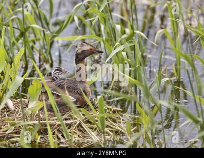 Gehörnte Grebe und Babys in Saskatchewan, Kanada Stockfoto