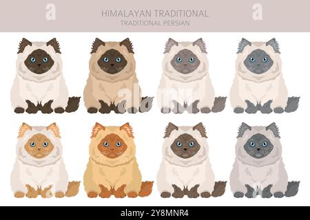 Himalaya Persian Cat Clipart. Traditioneller Typ. Alle Lackfarben festgelegt. Infografik zu den Merkmalen aller Katzenrassen. Vektorabbildung Stock Vektor