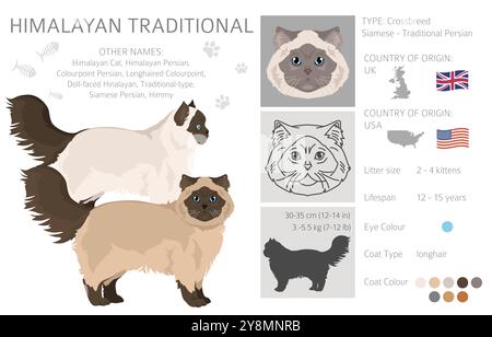 Himalaya Persian Cat Clipart. Traditioneller Typ. Alle Lackfarben festgelegt. Infografik zu den Merkmalen aller Katzenrassen. Vektorabbildung Stock Vektor