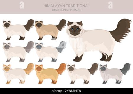 Himalaya Persian Cat Clipart. Traditioneller Typ. Alle Lackfarben festgelegt. Infografik zu den Merkmalen aller Katzenrassen. Vektorabbildung Stock Vektor