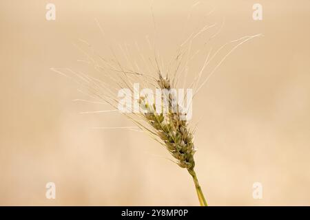 Weizen Saskatchewan Canadaclose zur Erntezeit Stockfoto