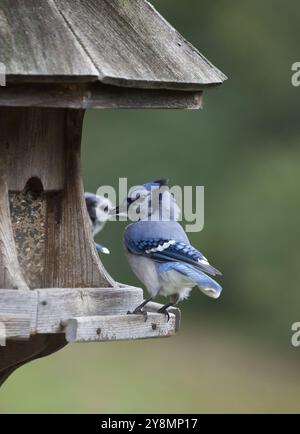 Blue Jay am Anleger in Ontario Kanada Stockfoto