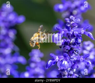 Makro einer gemeinen Carderbiene, die zu einer violetten Salbeiblüte fliegt Stockfoto