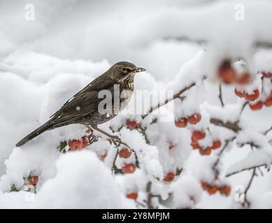 Nahaufnahme einer Amsel, die auf einem schneebedeckten Apfelbaum sitzt Stockfoto