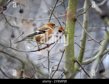 Nahaufnahme eines männlichen Buchfinkenvogels, der auf einem Apfelbaum sitzt Stockfoto