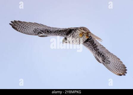 Wanderfalke im Flug Winter Saskatchewan Kanada Stockfoto