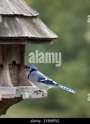 Blue Jay am Anleger in Ontario Kanada Stockfoto