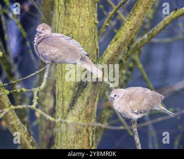 Nahaufnahme eines Taubenpaares, das auf einem Baum sitzt Stockfoto