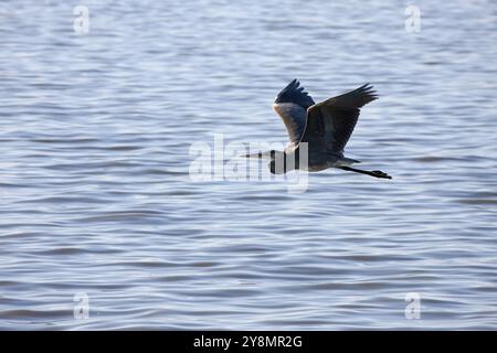 Blue Heron Saskatchewan Grasland Sumpf Kanada landschaftliche im Flug Stockfoto