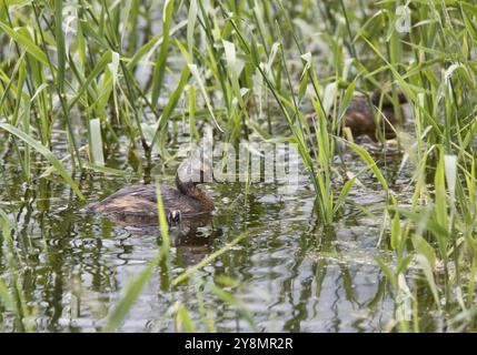 Gehörnte Grebe und Babys in Saskatchewan, Kanada Stockfoto