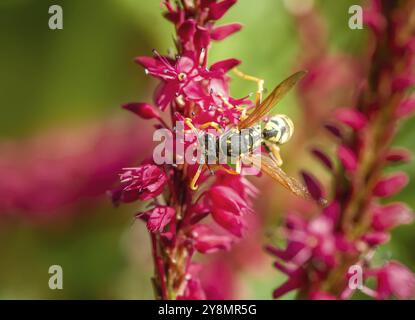 Makro einer Wespe auf den Blüten einer Persikarienblüte Stockfoto