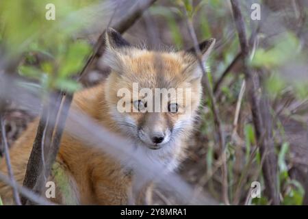 Fox Kits in der Nähe von Den in der Prärie Saskatchewan Kanada Stockfoto