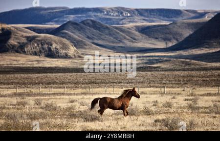 Badlands Kanada Saskatchewan Big Muddy Pferde auf der Weide Stockfoto