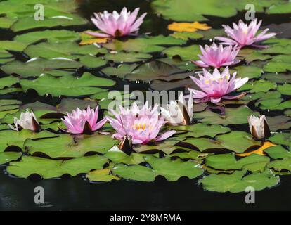 Rosa wasserlila blüht und grüne Blätter in einem Teich Stockfoto