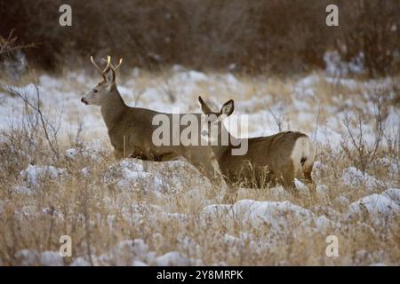 Prairie Deer im Winter in Saskatchewan Kanada Stockfoto