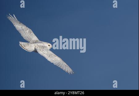 Snowy Owl Winter Saskatchewan Kanada im Flug Stockfoto