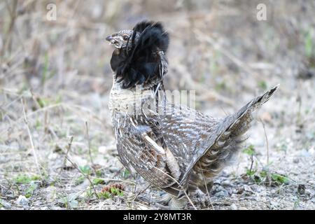 Ruffed Grouse Saskatchewan in Lek Paarung Tanz Ritual Stockfoto