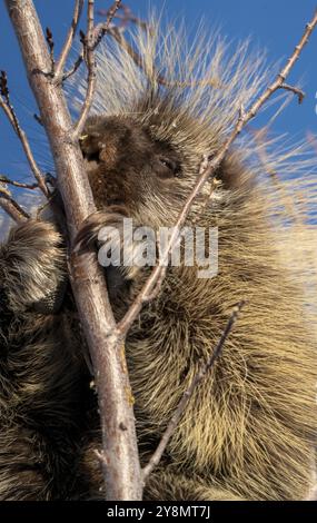 Stachelschweine aus nächster Nähe in den Saskatchewan Prairies Stockfoto