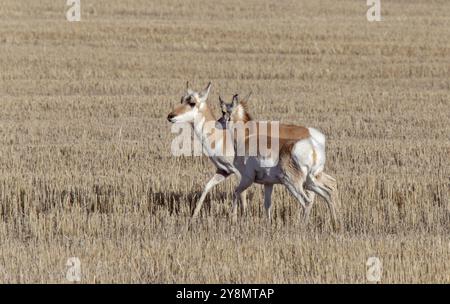 Prairie Pronghorn Antilope im Frühjahr Saskatcherwan Kanada Stockfoto