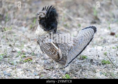 Ruffed Grouse Saskatchewan in Lek Paarung Tanz Ritual Stockfoto