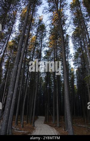 Pine Forest Cypress Hills Interprovincial Park Saskatchewan Alberta Stockfoto