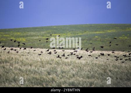 Herde von schwarzen Vögel im Flug in Saskatchewan, Kanada Stockfoto