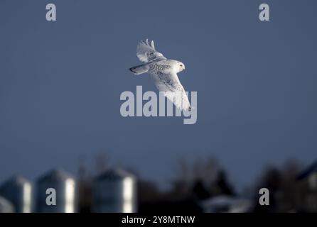 Snowy Owl Winter Saskatchewan Kanada im Flug Stockfoto