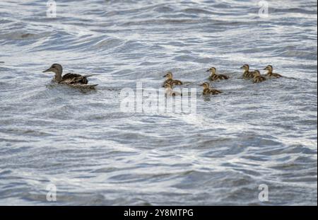 Mom und Baby Ducks schwimmen an einem windigen Tag in Kanada Stockfoto