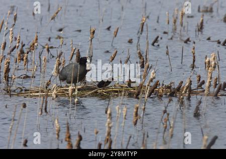 Waterhen Coot mit Babys jung im Schlammteich Stockfoto