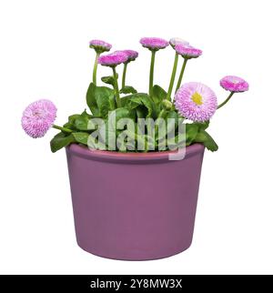 Nahaufnahme isolierter blühender bellis-Blüten in einem Blumentopf Stockfoto