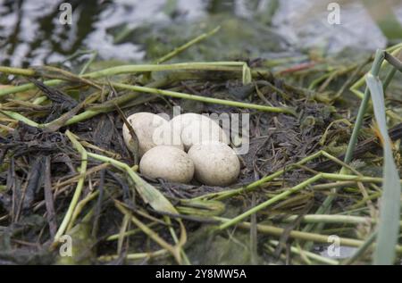 Gehörnte Grebe Eiern im Nest Saskatchewan Kanada Stockfoto