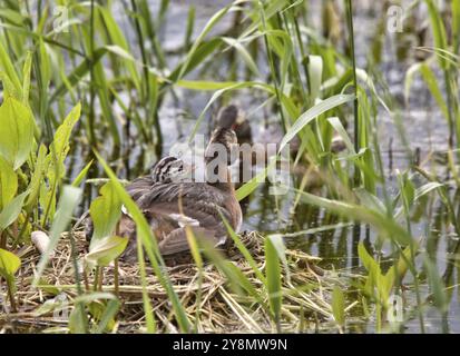 Gehörnte Grebe und Babys in Saskatchewan, Kanada Stockfoto