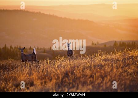 Cypress Hills Sonnenuntergang Elkwater Alberta Horeshoe Canyon Stockfoto