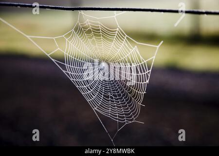 Web Spinnenseide in Nordinsel Neuseeland Stockfoto