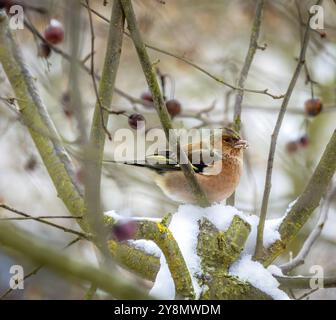 Nahaufnahme eines männlichen Keuschels, der in einem schneebedeckten Apfelbaum sitzt Stockfoto