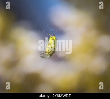 Cucumber Green Spider (Araniella cucurbitina) im Web Stockfoto