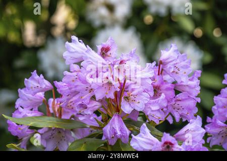 Blüten von einem rosa blühenden Rhododendron Bush Stockfoto