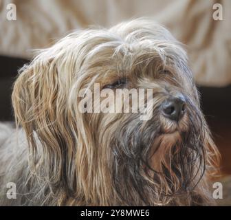 Porträt eines männlichen tibetischen Terrier Hundes Stockfoto