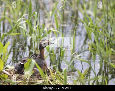 Gehörnte Grebe und Babys in Saskatchewan, Kanada Stockfoto