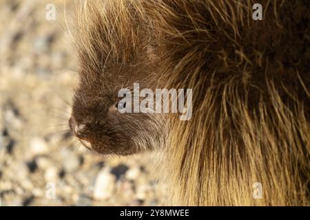 Stachelschweine im Winter Nahaufnahme von Prim Saskatchewan Kanada Stockfoto