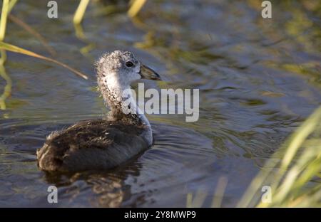 Coot Waterhen Babys im Teich in Saskatchewan Kanada Stockfoto