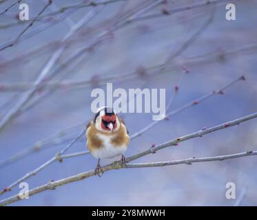 Europäische Stieglitz (Zuchtjahr Zuchtjahr) sitzen auf dem Ast eines Baumes Stockfoto